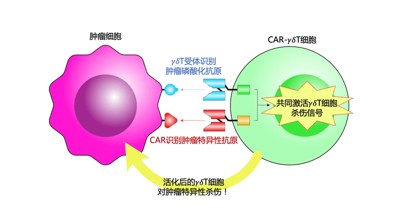 Safeγ UCAR-γδT平台