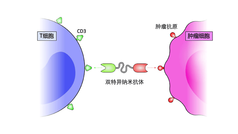 NanoBa双特异抗体平台