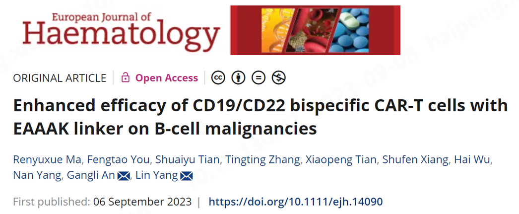 Eur J Haematol | 博生吉医药发表EAAAK接头设计双靶CD19/CD22-CAR-T的作用机制