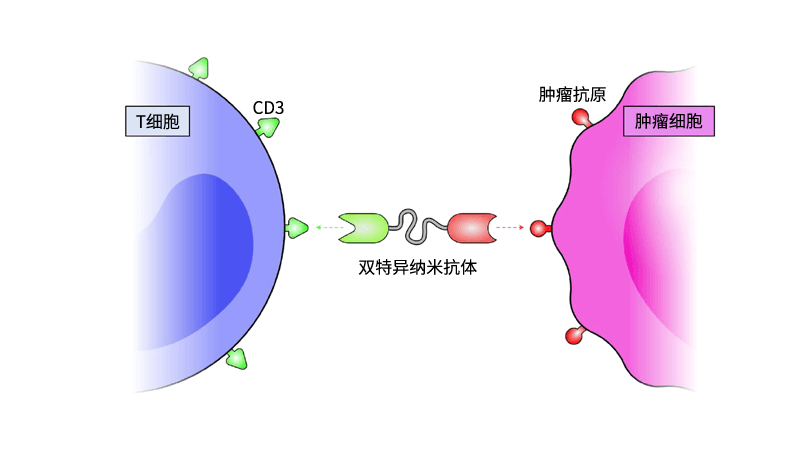 NanoBa双特异抗体平台