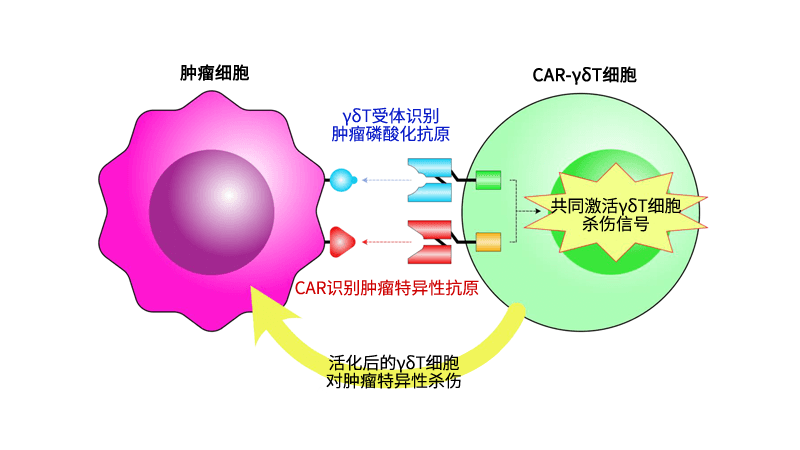 Safeγ UCAR-γδT平台